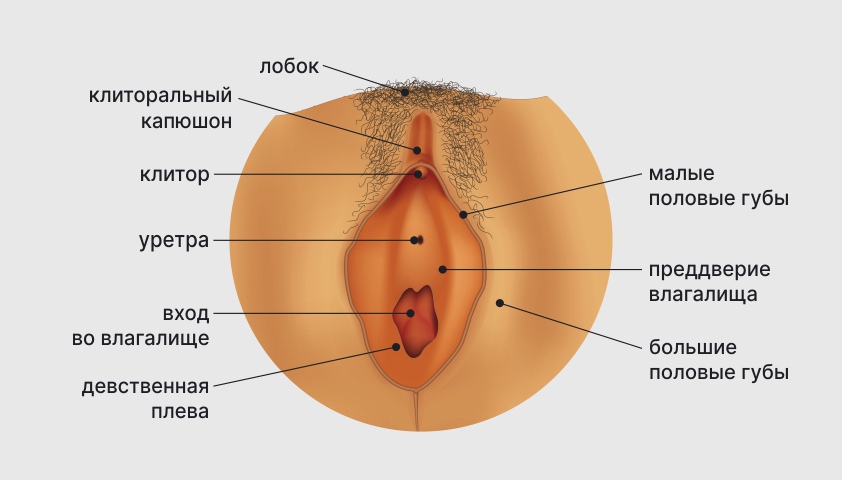 Женские половые органы - наружные и внутренние