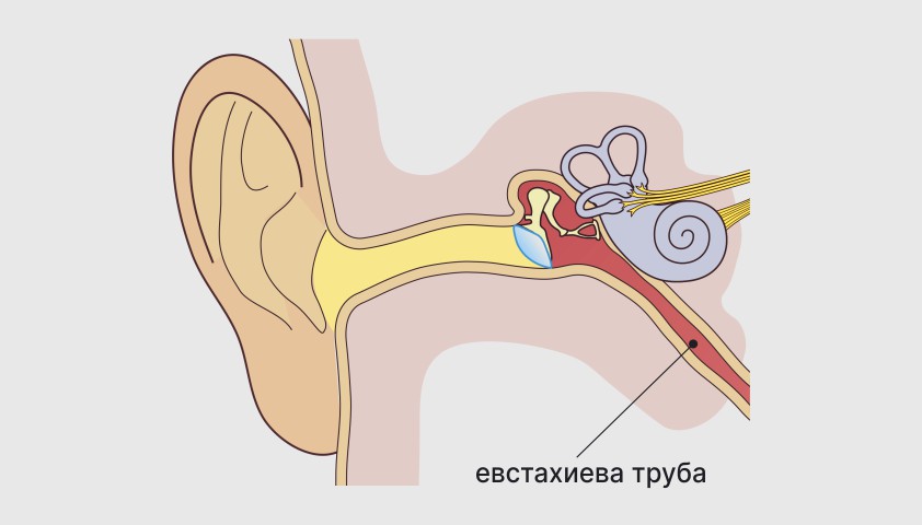 Соединение уха с носоглоткой