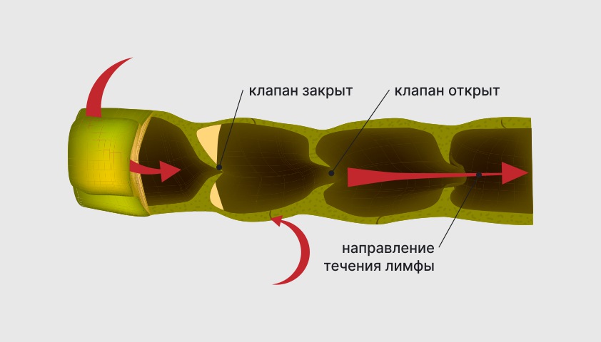 Митральный стеноз — что это, причины, симптомы, диагностика и лечение