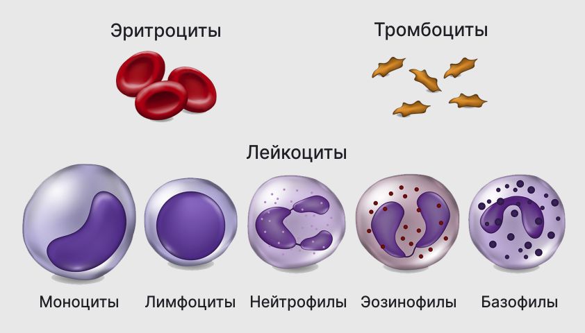 Изображение клеток крови