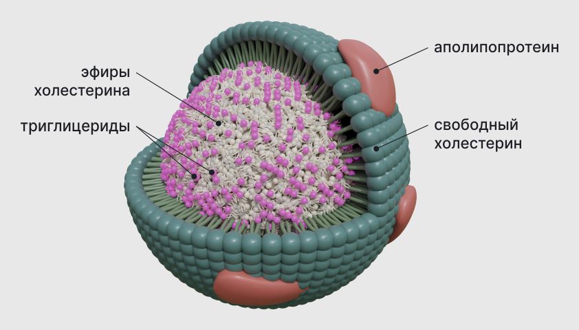 Строение липопротеина