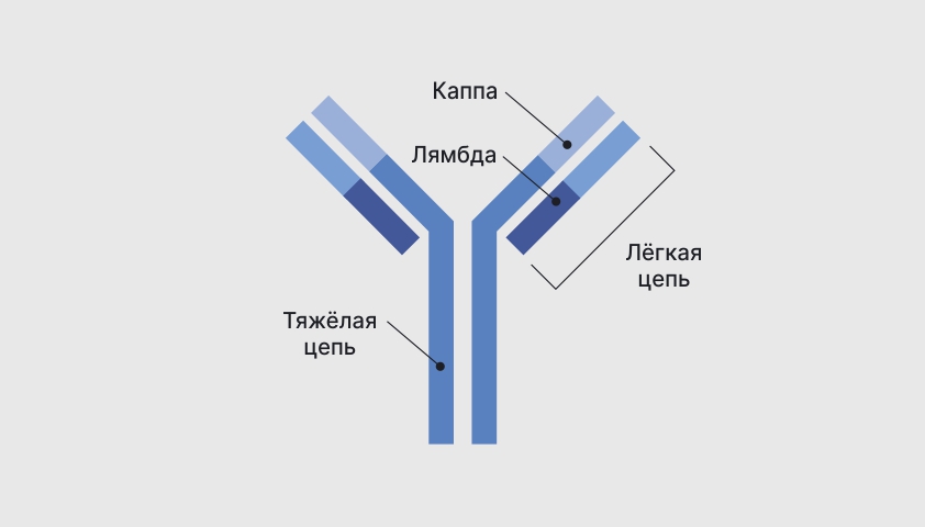 Миеломная болезнь - симптомы, профилактика и лечение