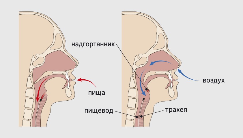 Надгортанник