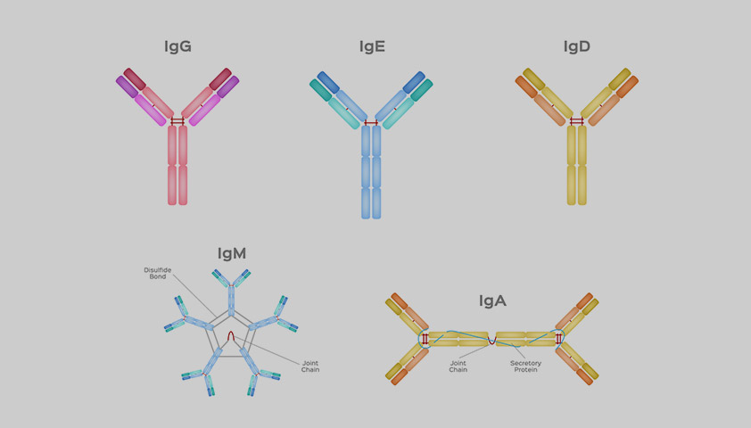 Иммуноглобулины IgG, IgM, IgA, IgE, IgD