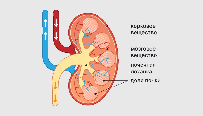 Мочевыделительная система человека — строение, органы, функции