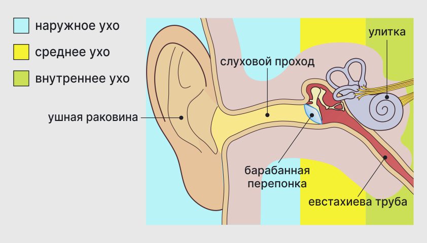 Строение уха